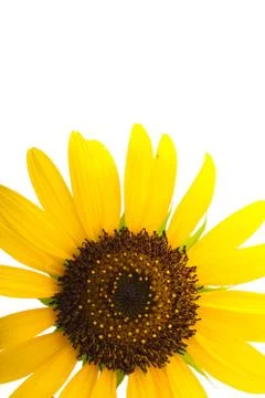 Close up of single sunflower isolate on white background Stock Photos