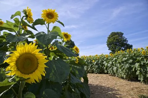 Close-up of a single sunflower on the side of the footpath in the sunflower f Stock Photos