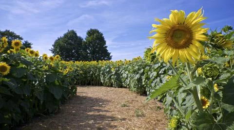 Close-up of a single sunflower in the side of the road of the sunflower farm Stock Photos