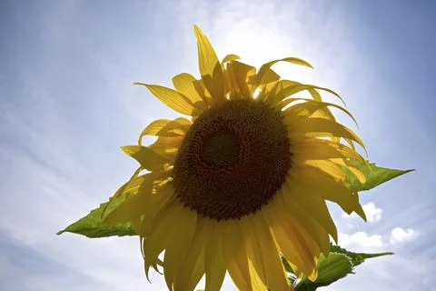 Close-up of a single sunflower with sky background Stock Photos