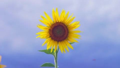 Close-up of a Single Sunflower Swaying in Summer Breeze, Fukuoka Stock Footage 344967594
