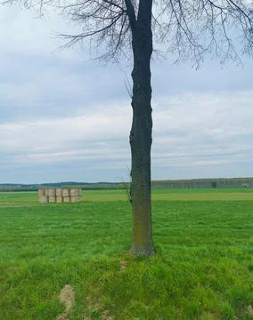 Close up of a single tree in a field, blue sky, green grass, stacked hay Stock Photos