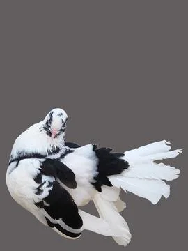 Close up a single two tone black and white color pigeon with isolated plain.. Stock Photos