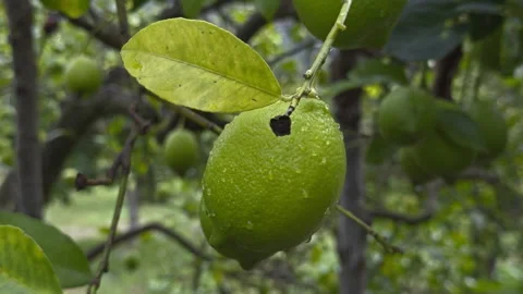 Close-up of a single unripe green lemon hanging from a slender branch beneath a Stock Footage 345077985