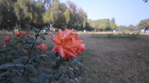 Close Up of a Single Vibrant Orange Rose Blooming in a Sunny Park Stock Footage 329798148