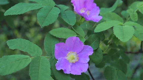 Close-up of a single vibrant pink wild rose with a yellow center Stock Footage 142241587