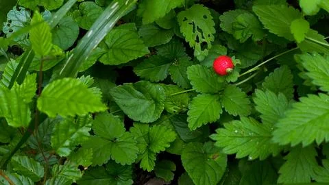 Close-up of a single vibrant red wild strawberry in a moody green forest. Stock Photos