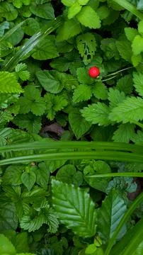Close-up of a single vibrant red wild strawberry in a moody green forest. Stock Photos