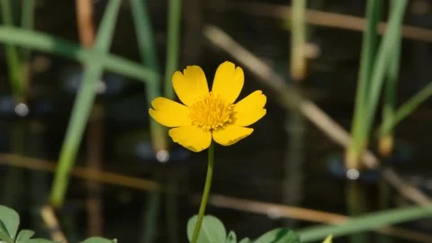 Close-up of a single, vibrant yellow marsh marigold flower Stock Footage 322874083