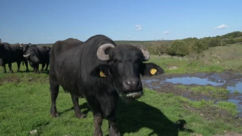 A close-up of a single water buffalo standing on green grass near a muddy puddle Stock Footage 288539045