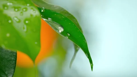 Close-up of a single water droplet falling on a vibrant green leaf, super Stock Footage 270277966