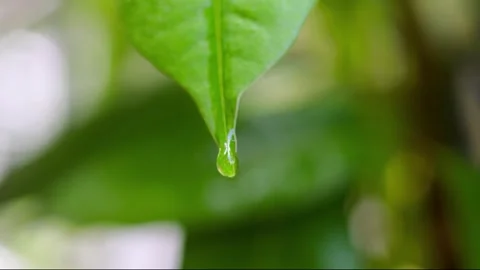 Close-up of a single water droplet falling from a green leaf Video stock 342230657