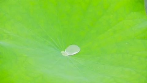 Close up of a single water droplet resting on a vibrant green lotus leaf Stock Footage 342221032