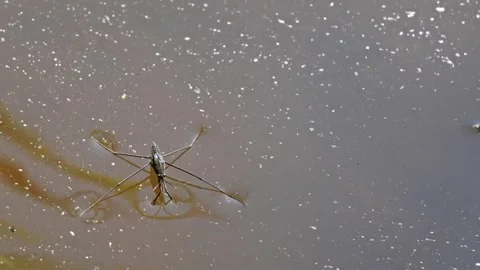 Close up of single Water skater on the surface of water. Insects - Gerris l.. Stock Footage 250477476