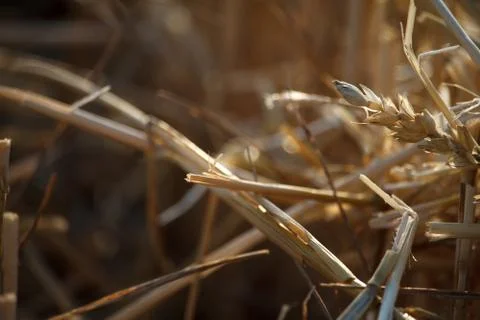 Close-up of single wheat ears against a background of blurred stubble from a  Stock Photos