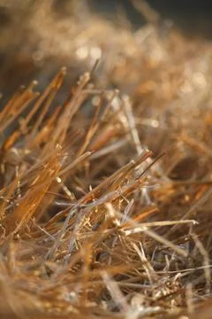 Close-up of single wheat ears against a background of blurred stubble from a  Stock Photos