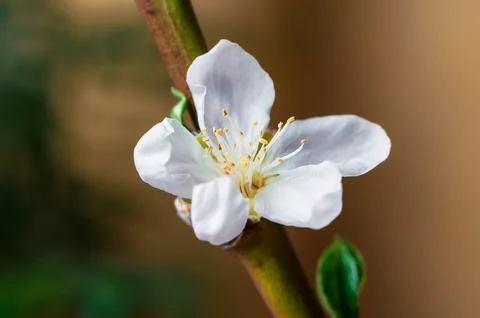 Close-up of a single white blossom featuring delicate yellow stamen, showcasi Stock-Fotos