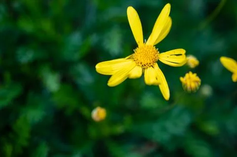 Close-up of a single white daisy in bloom with bright yellow center and soft 写真素材