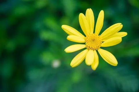 Close-up of a single white daisy in bloom with bright yellow center and soft Stock Photos
