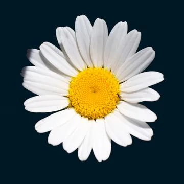 Close up of a single white daisy flower isolated on a black background Fotos Stock