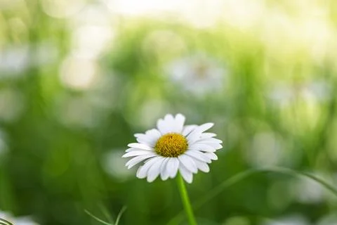 Close-Up Of Single White Daisy In Sunlit Green Meadow With Soft Bokeh Backg.. Stock Photos