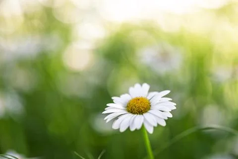 Close-Up Of Single White Daisy In Sunlit Green Meadow With Soft Bokeh Backg.. Stock Photos