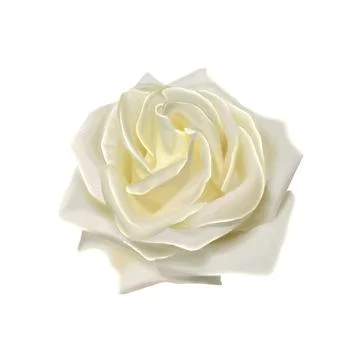 A close-up of a single white rose flower with delicate petals in full bloom,  Stock Illustration