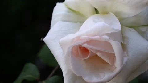 Close-up single white rose in the garden Stock Footage 154887205