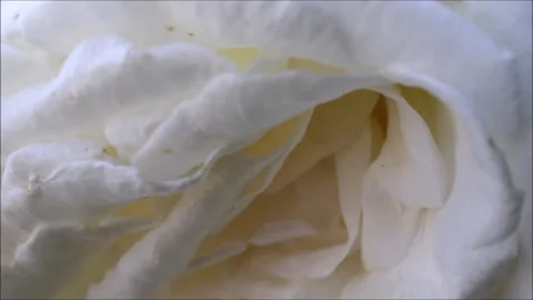Close-up single white rose in the garden Stock Footage 154887209