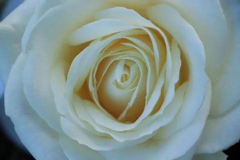 Close up of a single white rose as part of a bridal bouquet Stock Photos