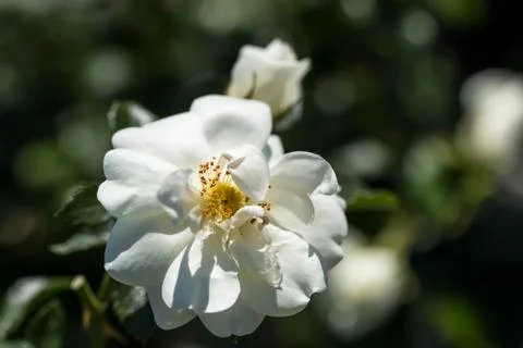 Close up of a single white rose Foto stock