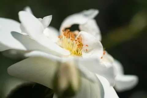 Close up of a single white rose Stockfoto's