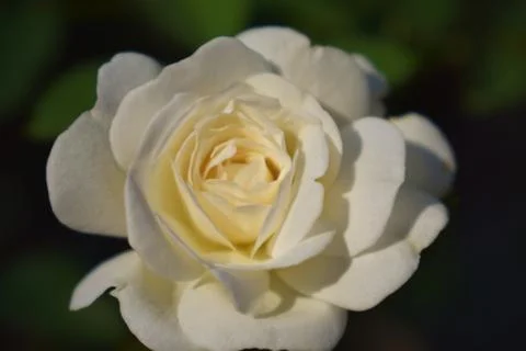 Close up of a single white rose Stock Photos