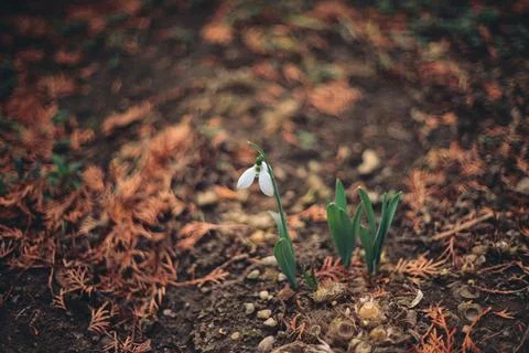 Close-up of a single white snowdrop flower growing in the cold ground Stock Photos