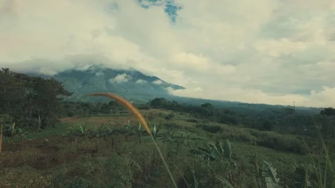 Close Up of a Single Wild Grass Stalk Swaying Video stock 346226991