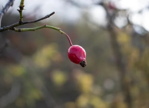 Close-up of a single wild red hip berry Stock Photos