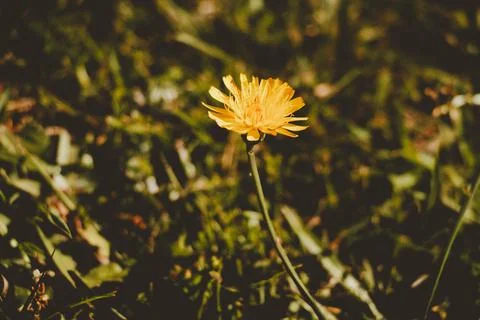 Close-Up Of A Single Yellow Flower Blooming In A Green Field Of Grass Stock Photos