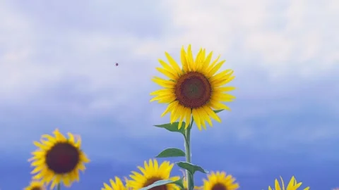 Close-up of a Single Yellow Sunflower Blooming in Sunlight, Fukuoka Stock Footage 344967592