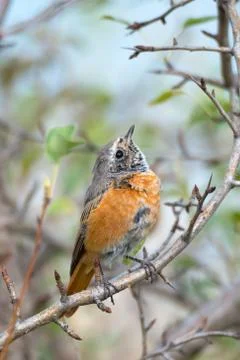 Close-up of single young redstart bird (Phoenicurus phoenicurus) sitting in g Stock Photos
