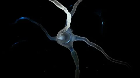 Close up of sinlge Neuron pulsing with activity animation Stock Footage 8953743