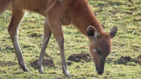 Close up of a sitatunga antelope eating grass Stock Footage 233285935