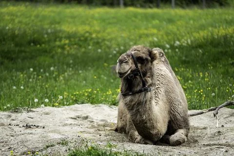 A close up of a sitting camel 写真素材