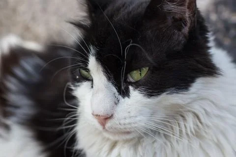 Close up of a sitting cat Stock Photos