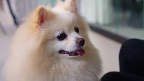 Close-up of sitting dog looking at something interesting. Beige puppy. Stock Footage 245482859