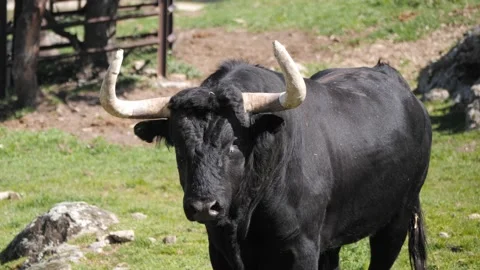 Close up of six year old spanish bull in a meadow in spring looking at camera. 스톡 동영상 152253905