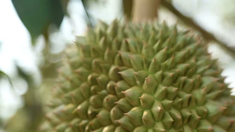 Close-sized picture of the surface of the durian fruit. Spiky Stock Footage 139902543
