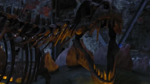 Close up of skeleton of an extinct giant predatory dinosaur with a big sharp tee Video stock 142793786
