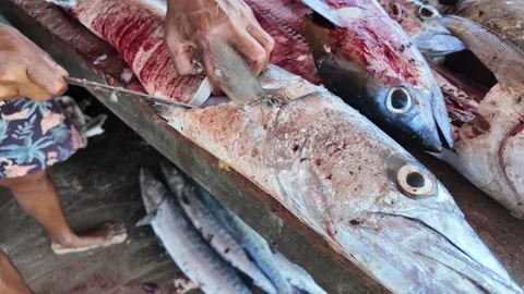 Close Up of Skilled Fisherman Cleaning Fresh Barracuda Catch at Caribbean Fish Video stock 340266040