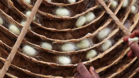 A close-up of skilled hands carefully harvesting fresh silkworm cocoons. Stock Footage 293133781