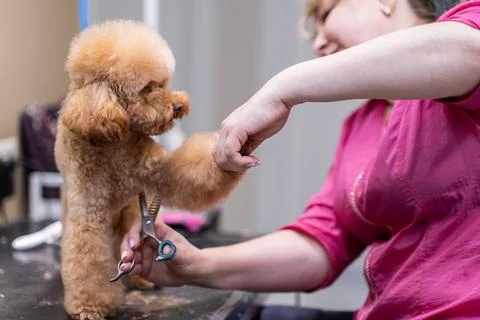Close up skilled pet stylist using scissors to give a puppy poodle a neat Stock Photos